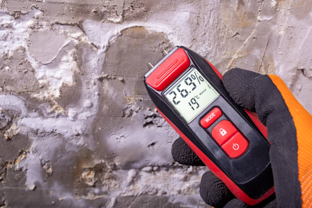 Best Black Mold Remediation in Fenton, MI