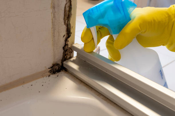 Best Emergency Mold Remediation in Fenton, MI