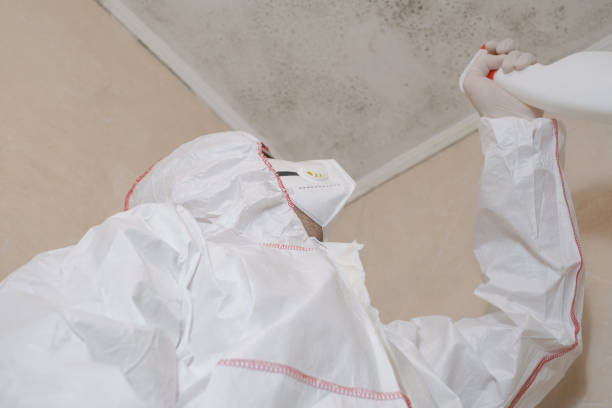 Best Kitchen Mold Remediation in Fenton, MI
