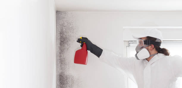 Best Health and Safety Mold Remediation in Fenton, MI
