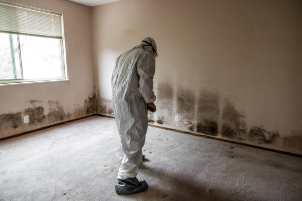 Reliable Fenton, MI Mold Remediation Solutions